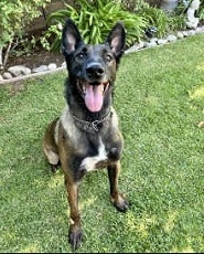 Arko